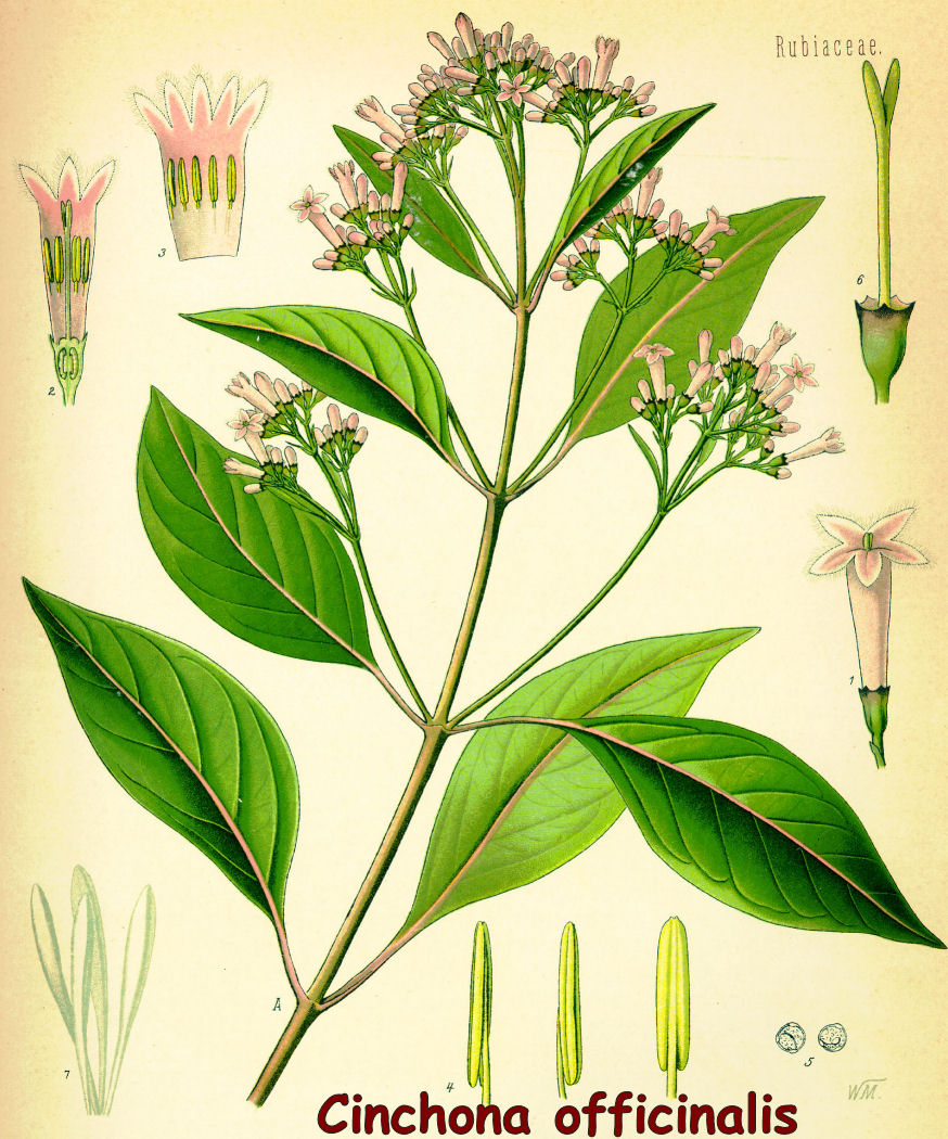 Cinchona officinalis